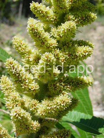 sumac, staghorn